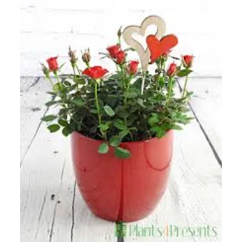 Wonderfull Rose Plant